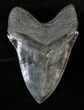 Top Quality Megalodon Tooth - Razor Sharp #19458-2